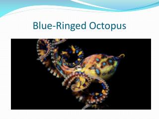 PPT - Blue-Ringed Octopus PowerPoint Presentation, free download - ID ...