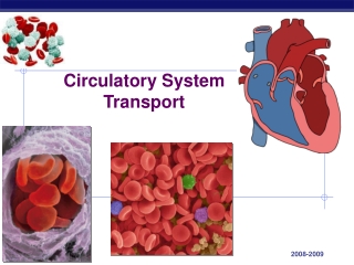 Circulatory System Transport
