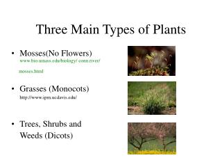 Three Main Types of Plants