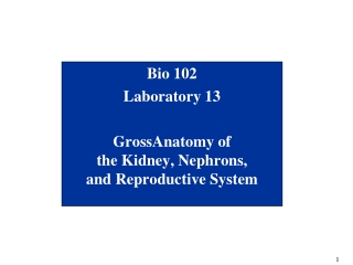 Bio 102 Laboratory 13 GrossAnatomy of the Kidney, Nephrons, and Reproductive System