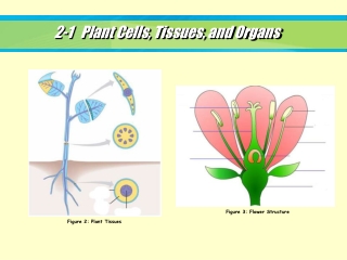 2-1 Plant Cells, Tissues, and Organs