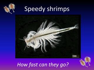 Speedy shrimps