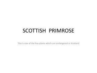 SCOTTISH PRIMROSE