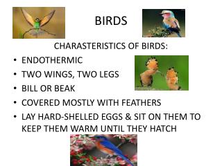 simple presentation about birds