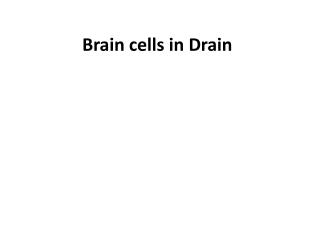 Brain cells in Drain