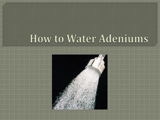 How to water the Adeniums by Durham Botanicals