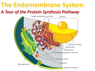 PPT - ENDOMEMBRANE SYSTEM PowerPoint Presentation - ID:2381840 PPT - ENDOMEMBRANE SYSTEM PowerPoint Presentation - ID:2381840