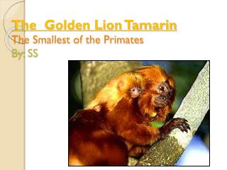 The Golden Lion Tamarin The Smallest of the Primates By: SS