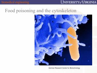 Food poisoning and the cytoskeleton