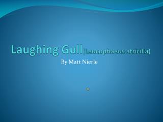 Laughing Gull ( Leucophaeus atricilla )