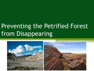 Preventing the Petrified Forest from Disappearing