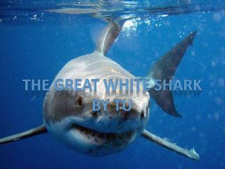 The Great White Shark By tu