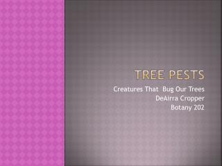 Tree Pests