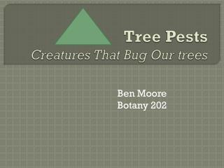Tree Pests Creatures That Bug Our trees