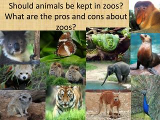 Pros And Cons Of Zoos National Geographic - Photos All Recommendation