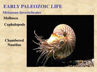 PPT - The Early Paleozoic World: the Cambrian explosion of life ...