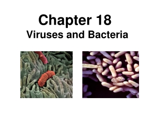 Chapter 18 Viruses and Bacteria