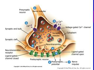 PPT - Synaptic Cleft: Information Transfer PowerPoint Presentation - ID ...