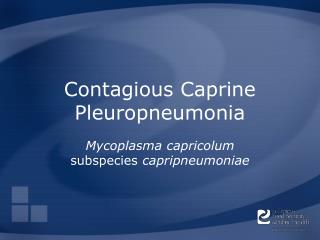 Contagious Caprine Pleuropneumonia