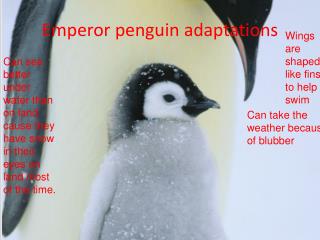Emperor penguin adaptations