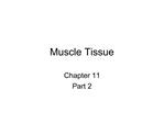 Muscle Tissue