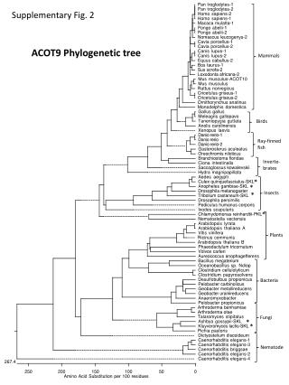 ACOT9 Phylogenetic tree