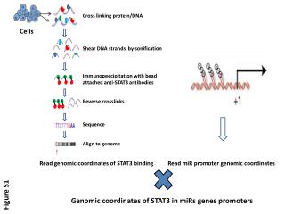 Read genomic coordinates of STAT3 binding