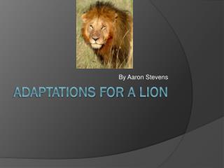 Adaptations For A L ion