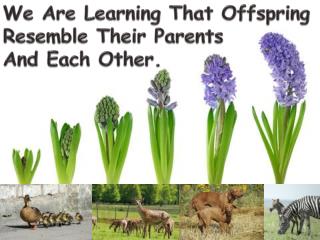 We Are Learning That Offspring Resemble Their Parents And Each Other.