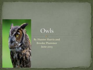 Owls