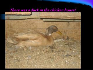 There was a duck in the chicken house!