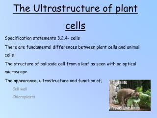 The Ultrastructure of plant cells