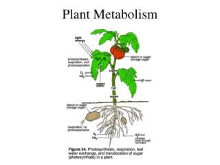 Plant Metabolism