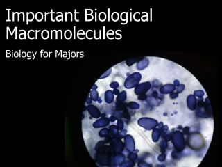 Important Biological Macromolecules