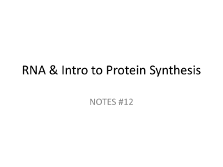 RNA & Intro to Protein Synthesis