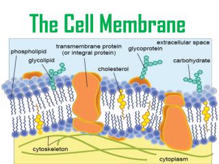 PPT - The Cell Membrane PowerPoint Presentation, Free Download - ID:2687385