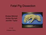 Fetal Pig Dissection