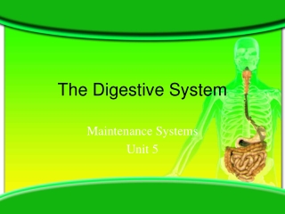 The Digestive System