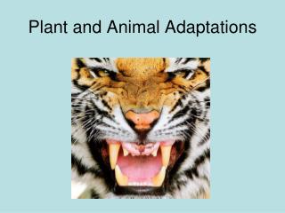 PPT - Plant and Animal Adaptations PowerPoint Presentation, free ...