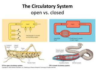 PPT - The Circulatory System open vs. closed PowerPoint Presentation ...