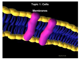 Topic 2: Cells Topic 1: Cells Membranes