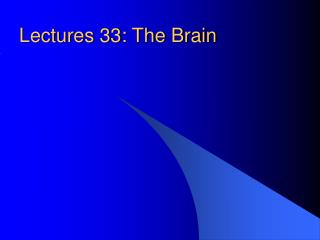 Lectures 33: The Brain