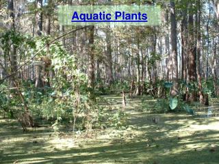 Aquatic Plants