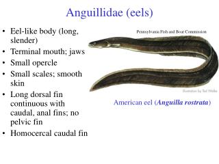 Ppt Anguillidae Eels Powerpoint Presentation Free Download Id