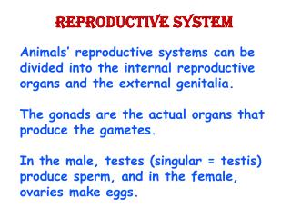 PPT - Reproductive System PowerPoint Presentation, free download - ID ...