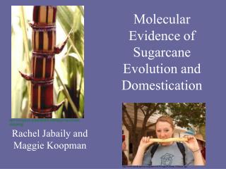 Molecular Evidence of Sugarcane Evolution and Domestication