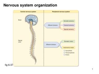 Nervous system organization