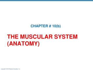 THE MUSCULAR SYSTEM (ANATOMY)