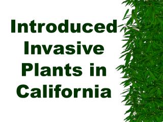 Introduced Invasive Plants in California