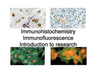Immunohistochemistry Immunofluorescence Introduction to research
